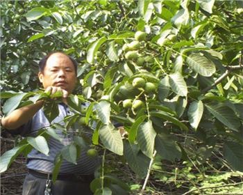 河南核桃苗[遼河核桃]
